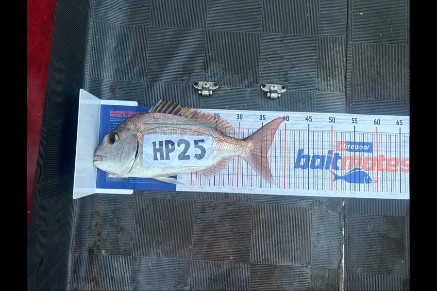 Toni Walker caught this 36.0cm Snapper at Coromandel during The Export NZ Fishing Competition