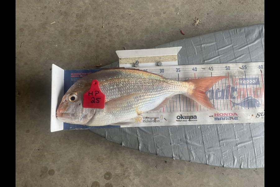Graeme Duncan caught this 42.5cm Snapper at Bay of Plenty during The Export NZ Fishing Competition