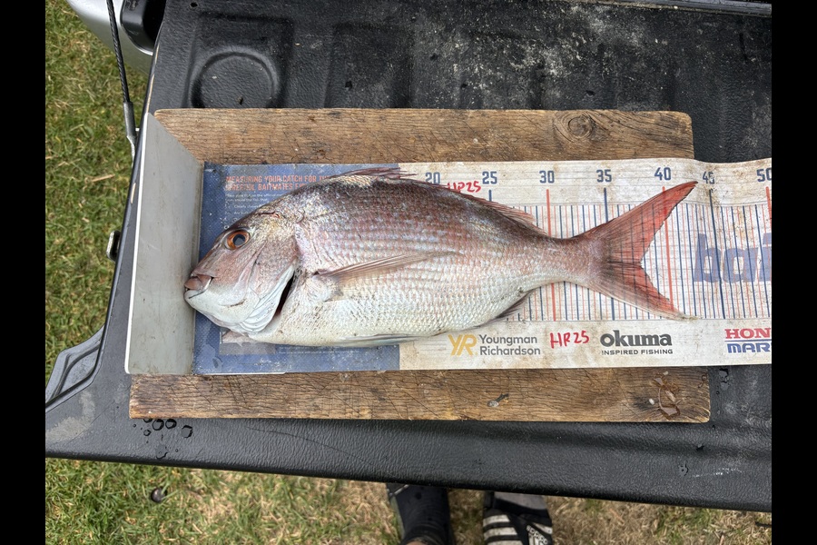 Kieran Daly caught this 37.5cm Snapper at Wellington during The Export NZ Fishing Competition