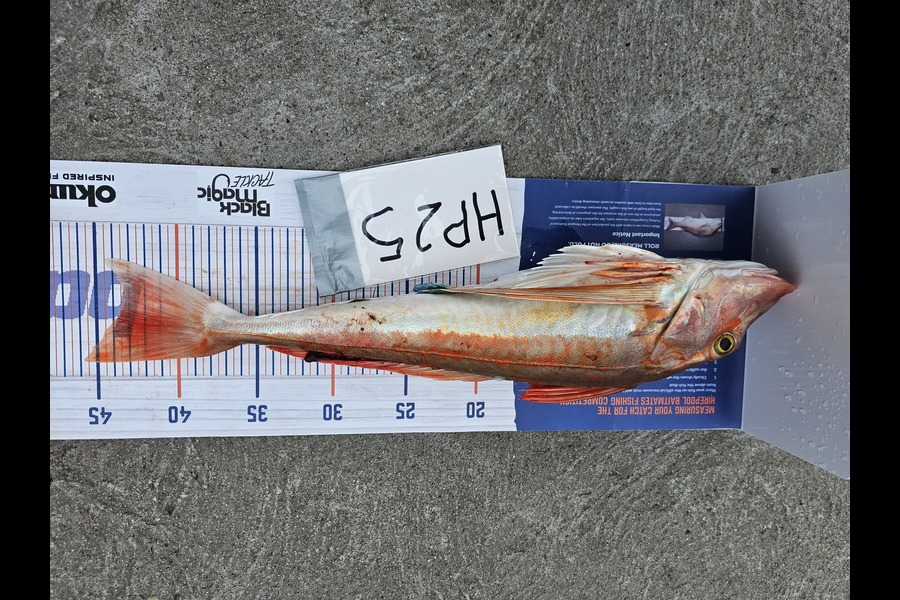 Stephen Anderson caught this 43.0cm Gurnard at Nelson/Marlborough during The Export NZ Fishing Competition