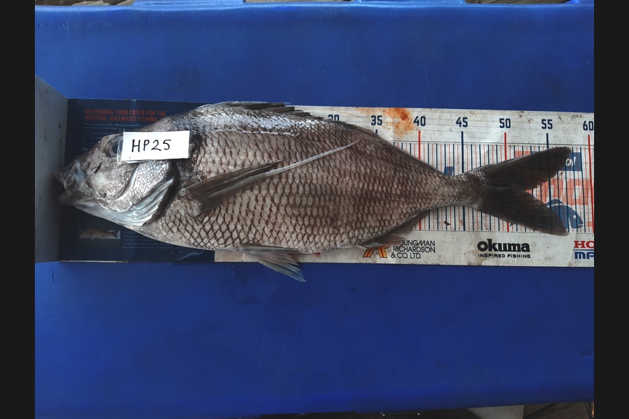 Clinton Emtage caught this 50.5cm Tarakihi at Northland during The Export NZ Fishing Competition