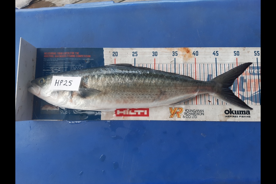 Clinton Emtage caught this 47.5cm Kahawai at Northland during The Export NZ Fishing Competition