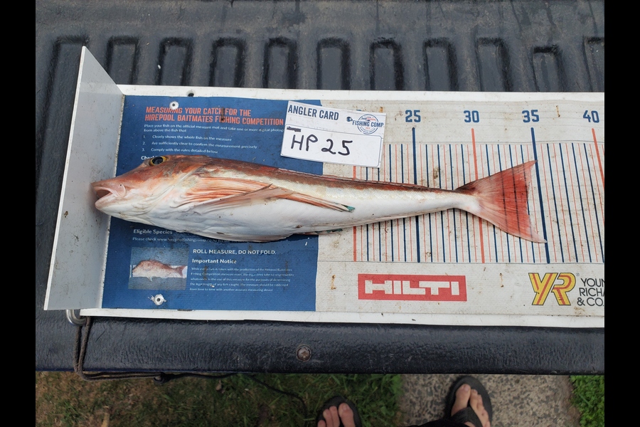 Wayne Hickman caught this 33.5cm Gurnard at Bay of Plenty during The Export NZ Fishing Competition