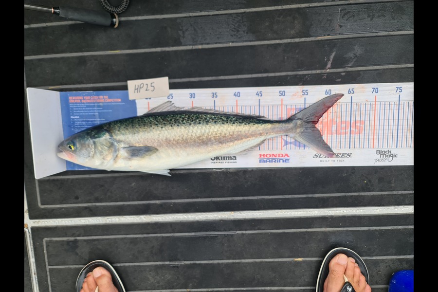 Scott Bassett caught this 57.0cm Kahawai at Wellington during The Export NZ Fishing Competition