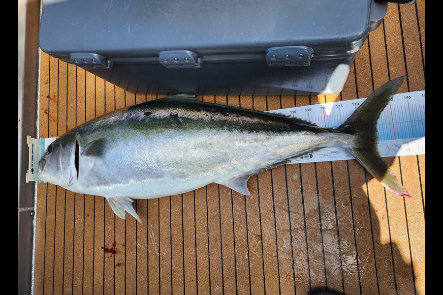 Jesse Crasborn caught this 135cm Kingfish at Nelson/Marlborough during The Export NZ Fishing Competition