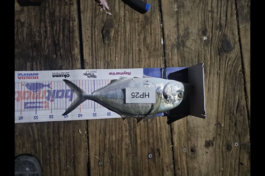 Cayleb Balks caught this 40.5cm Trevally at Bay of Plenty during The Export NZ Fishing Competition