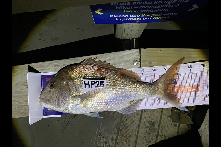 Peace Carroll caught this 58.0cm Snapper at Manawatu during The Export NZ Fishing Competition