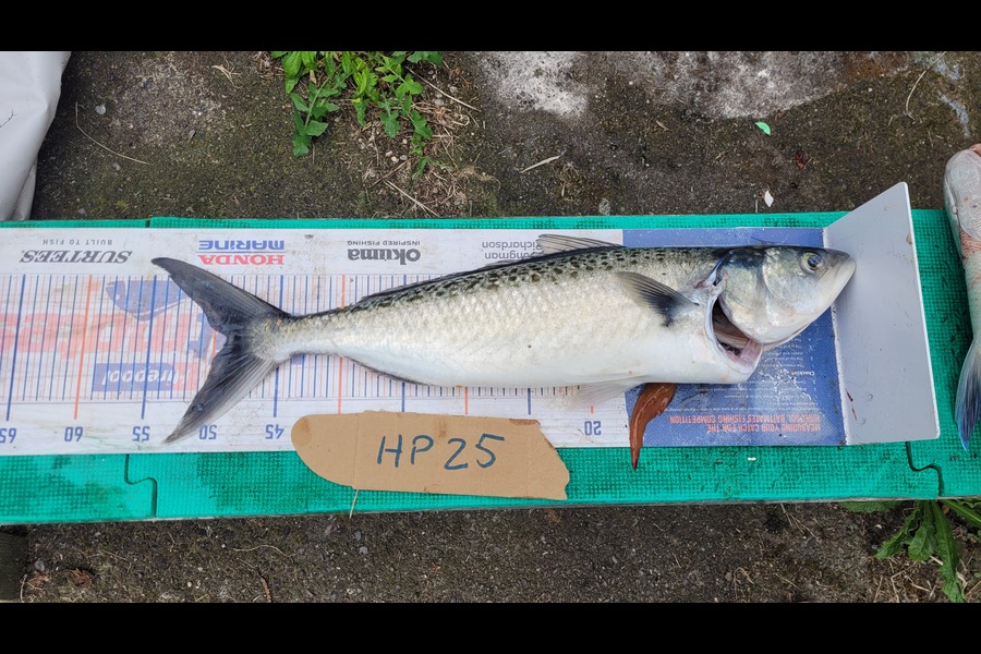 Goldy Schreuder caught this 48.0cm Kahawai at Wellington during The Export NZ Fishing Competition