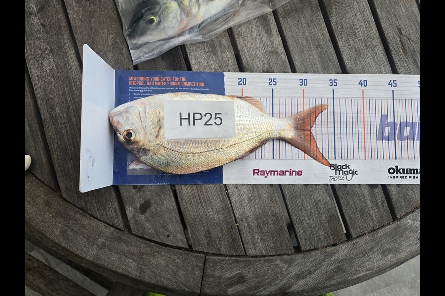Stephen Gudsell caught this 31.0cm Snapper at Bay of Plenty during The Export NZ Fishing Competition