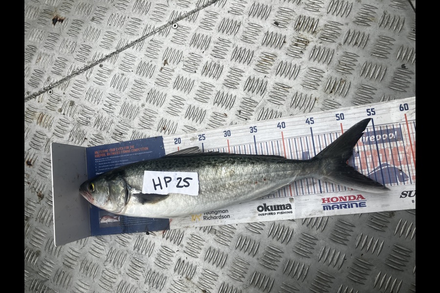 Gavin White caught this 49.5cm Kahawai at Wellington during The Export NZ Fishing Competition