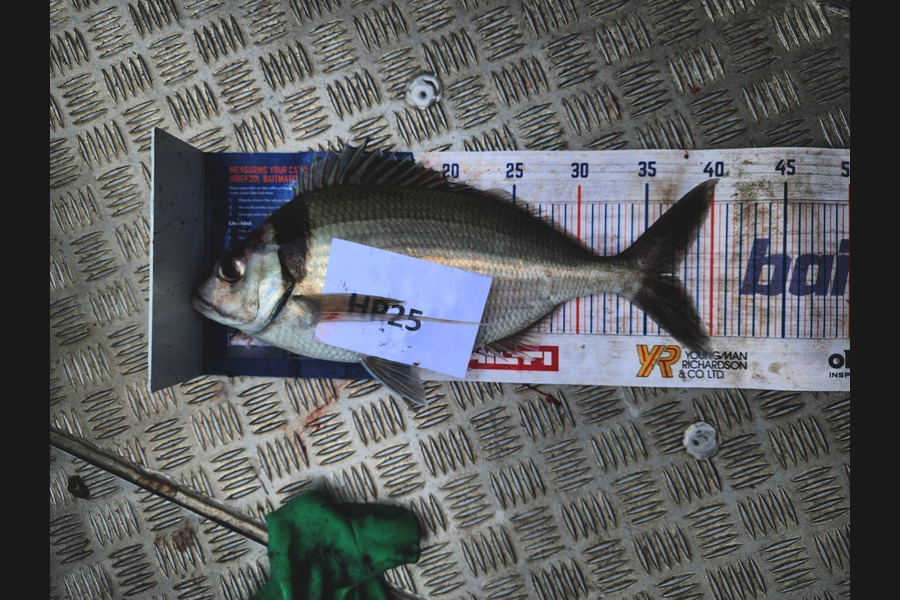 Tia Rawlinson caught this 37.0cm Tarakihi at Wellington during The Export NZ Fishing Competition