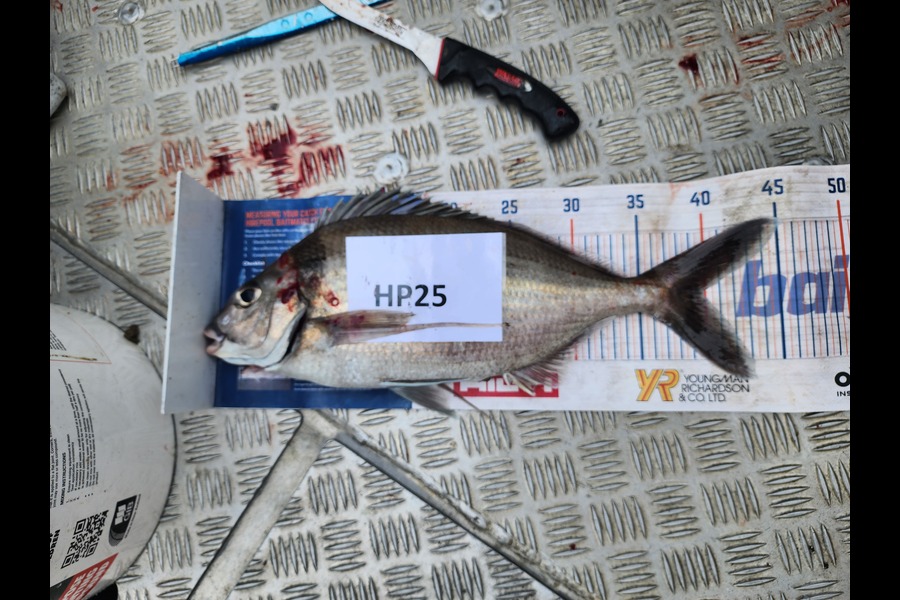 Kieran  Rawlinson caught this 39.5cm Tarakihi at Wellington during The Export NZ Fishing Competition