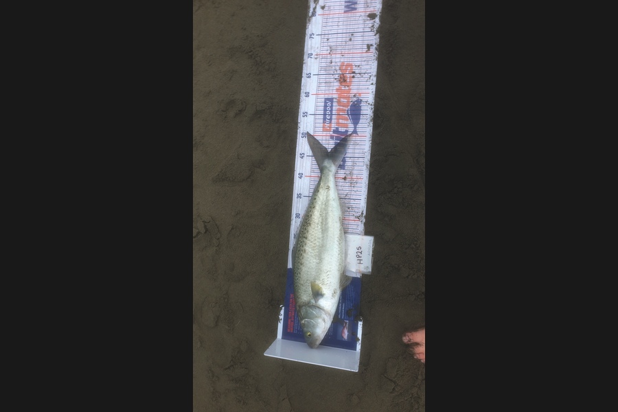 Ryder Stewart caught this 45.5cm Kahawai at Canterbury during The Export NZ Fishing Competition
