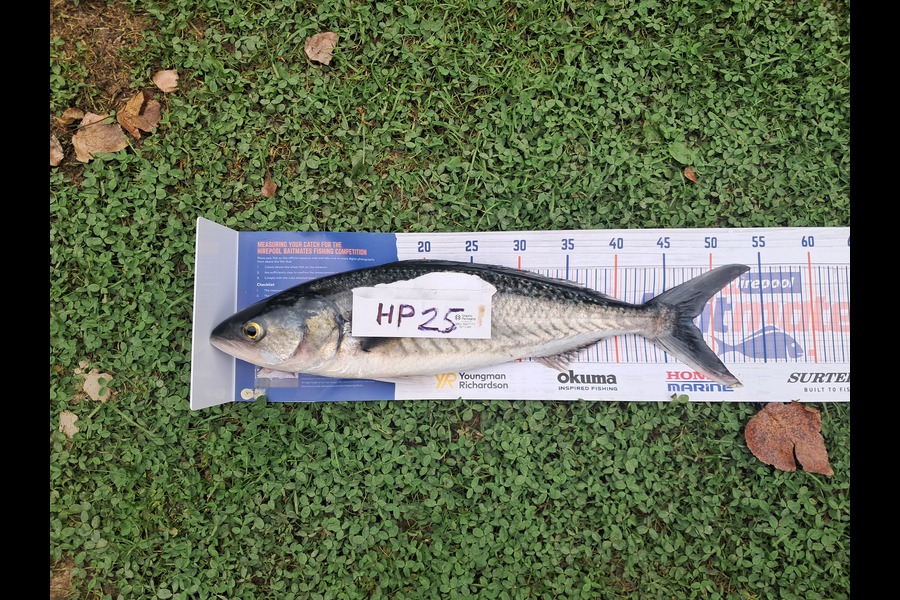 Dave Thomson caught this 48.0cm Kahawai at Manawatu during The Export NZ Fishing Competition