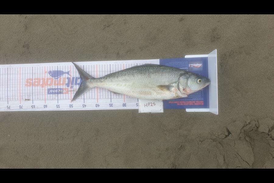 Matt Stewart caught this 45.5cm Kahawai at Canterbury during The Export NZ Fishing Competition
