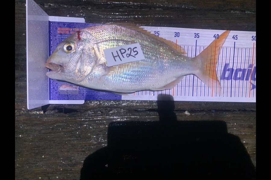 Jamie Bouzaid caught this 40.5cm Snapper at Auckland during The Export NZ Fishing Competition