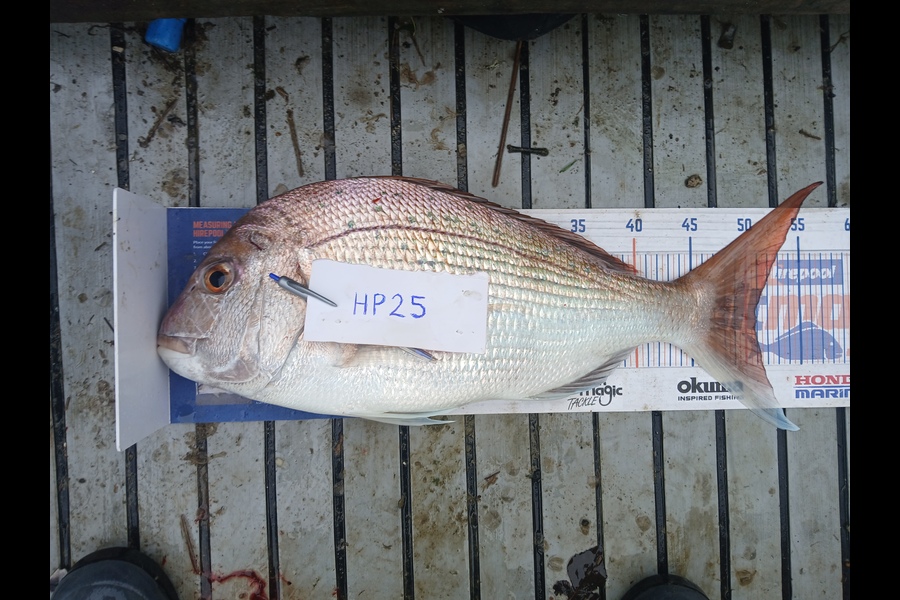Cory Bellamy caught this 51.0cm Snapper at Northland during The Export NZ Fishing Competition