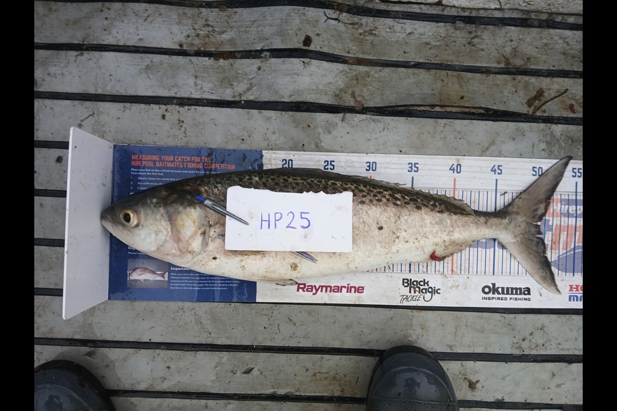 Cory Bellamy caught this 50.0cm Kahawai at Northland during The Export NZ Fishing Competition