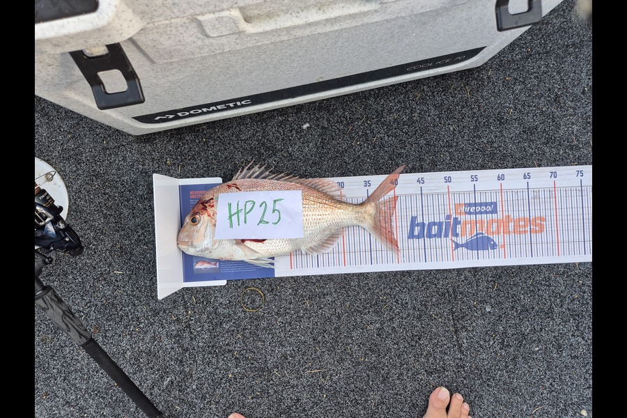 Steve Sowman caught this 39cm Snapper at Nelson/Marlborough during The Export NZ Fishing Competition