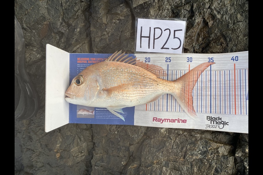 Joshua Hohaia caught this 30.5cm Snapper at Auckland during The Export NZ Fishing Competition