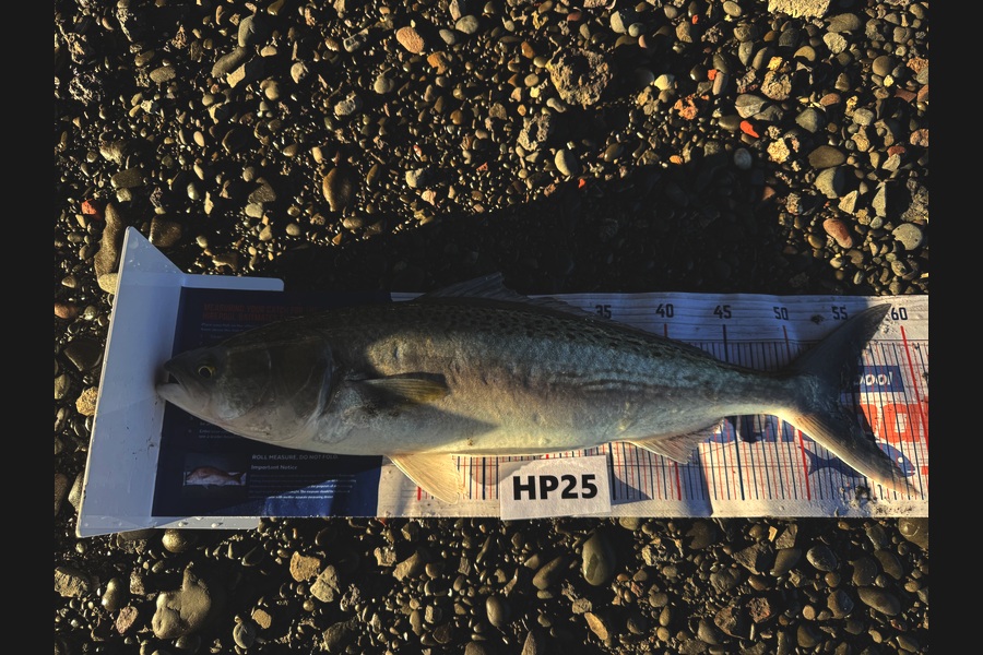 Beau Danks caught this 54.0cm Kahawai at Hawkes Bay during The Export NZ Fishing Competition