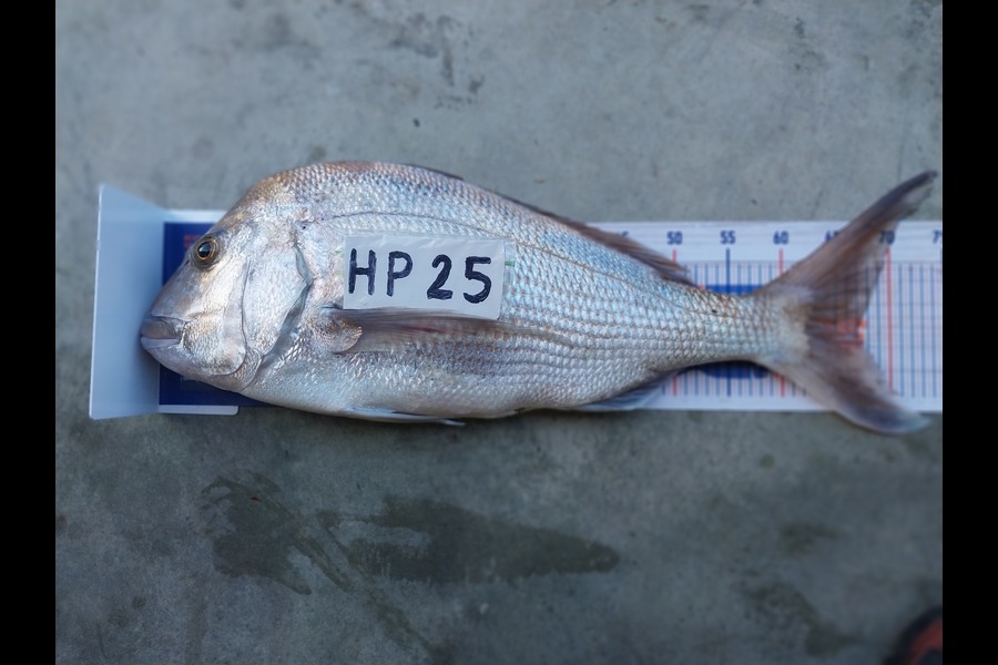 Henry Smith caught this 67.0cm Snapper at Northland during The Export NZ Fishing Competition
