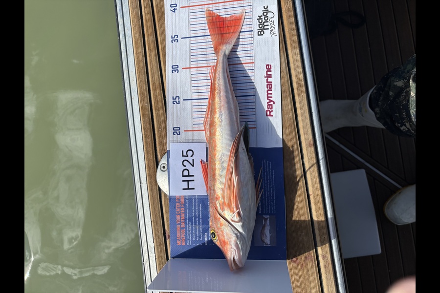 Neville Cane caught this 37.0cm Gurnard at Nelson/Marlborough during The Export NZ Fishing Competition