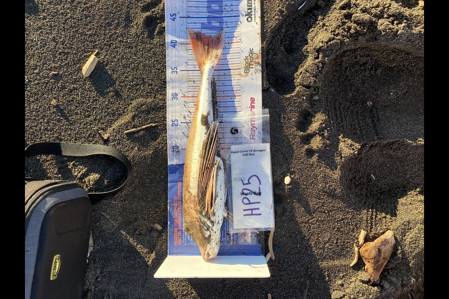 Daryl Wilson caught this 41.5cm Gurnard at Hawkes Bay during The Export NZ Fishing Competition