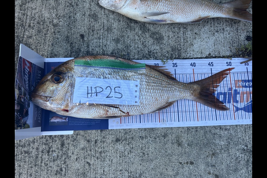 Carl Bergersen caught this 44cm Snapper at Bay of Plenty during The Export NZ Fishing Competition