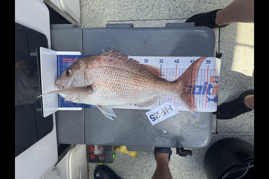 Melissa Maher caught this 46.0cm Snapper at Northland during The Export NZ Fishing Competition