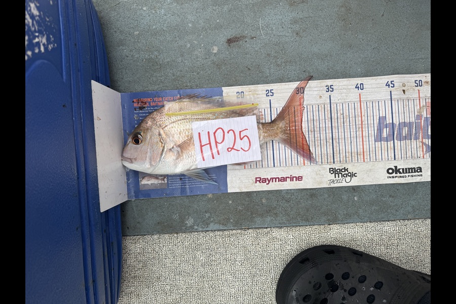 Nigel Beer  caught this 30.0cm Snapper at Bay of Plenty during The Export NZ Fishing Competition