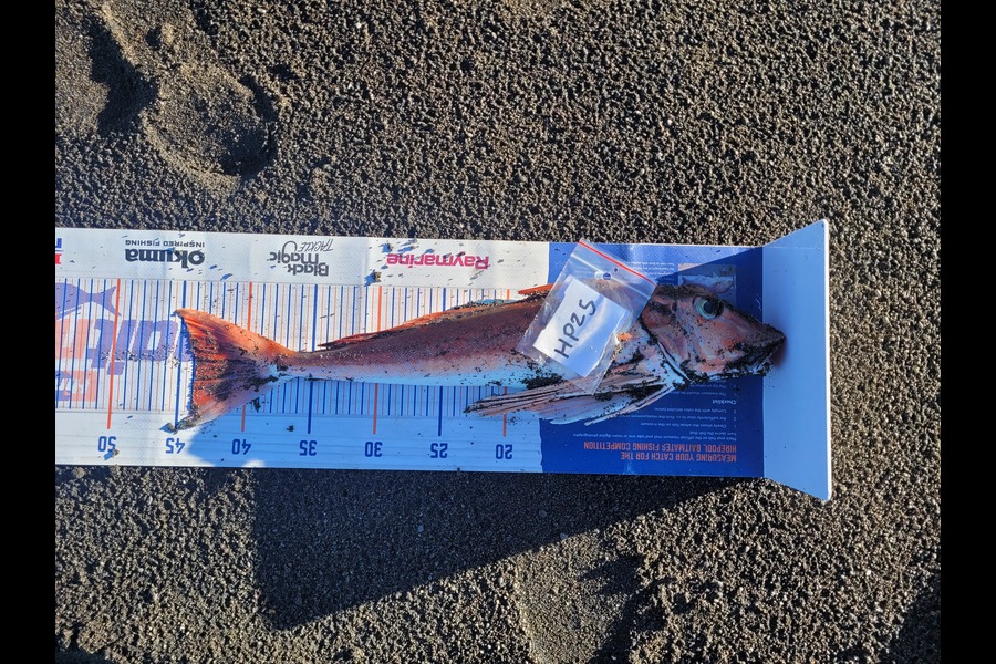 Francis Akuhata-brown caught this 44.0cm Gurnard at Hawkes Bay during The Export NZ Fishing Competition