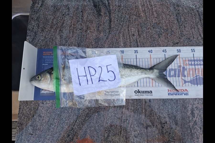 Shane Cole caught this 44.0cm Kahawai at Bay of Plenty during The Export NZ Fishing Competition