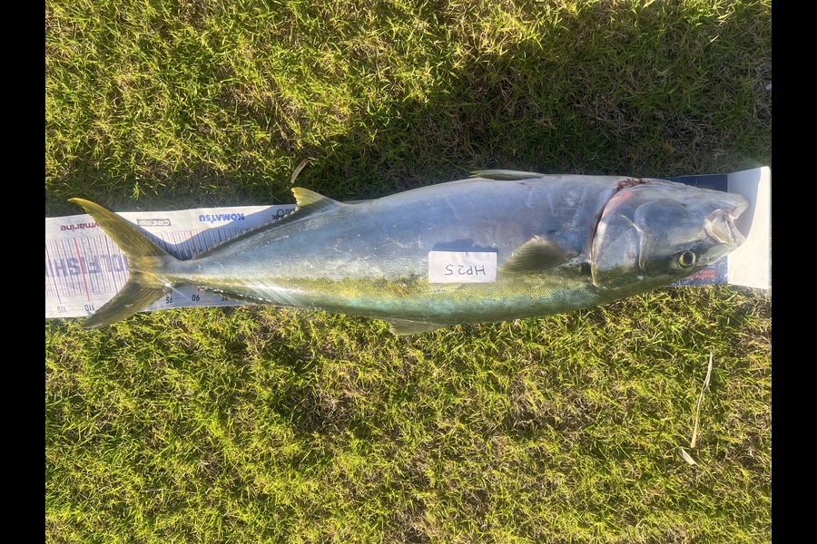 Jamie  White caught this 102.0cm Kingfish at Northland during The Export NZ Fishing Competition