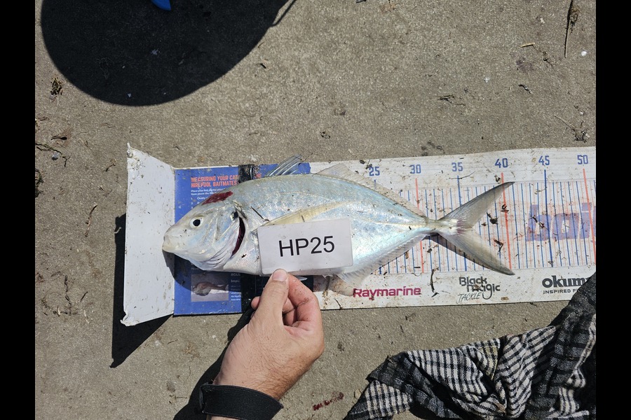 Cayleb Balks caught this 36.0cm Trevally at Bay of Plenty during The Export NZ Fishing Competition