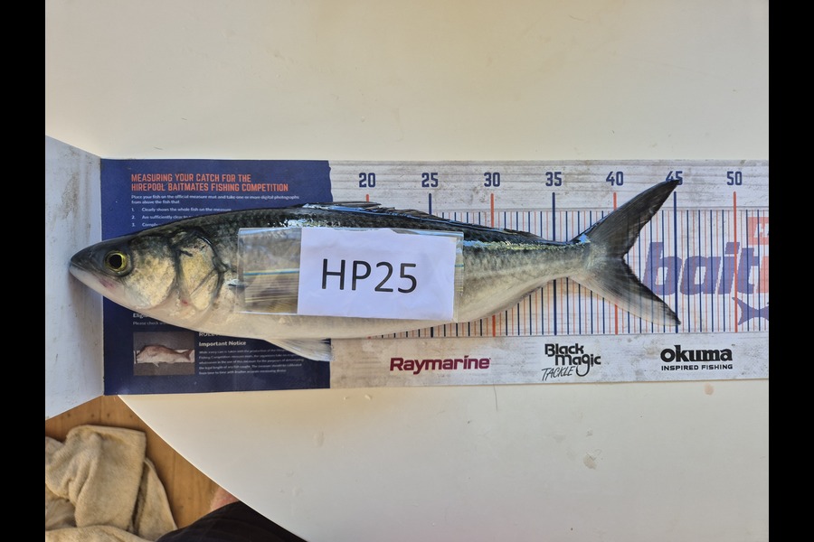 Maria Livingstone caught this 40.5cm Kahawai at Bay of Plenty during The Export NZ Fishing Competition