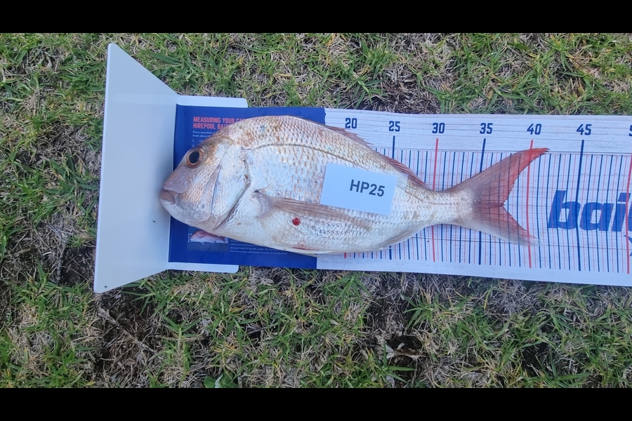Tain Rookes caught this 37.5cm Snapper at Auckland during The Export NZ Fishing Competition