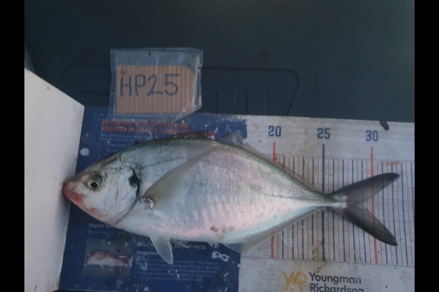 Dan Musson caught this 28.5cm Trevally at Wellington during The Export NZ Fishing Competition