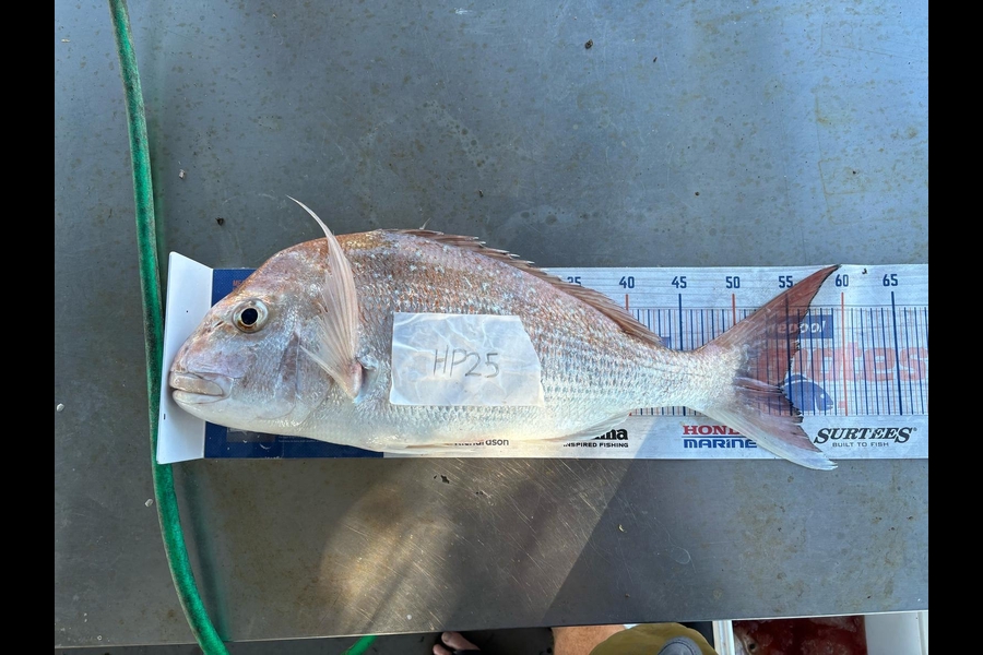 Charles  Peters caught this 54.0cm Snapper at Coromandel during The Export NZ Fishing Competition