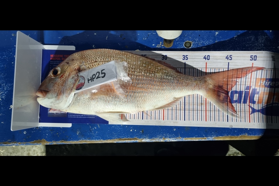 Matt Gane caught this 45.0cm Snapper at Auckland during The Export NZ Fishing Competition