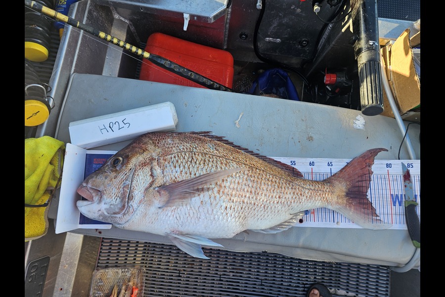 Ben Cullen caught this 74.0cm Snapper at Auckland during The Export NZ Fishing Competition