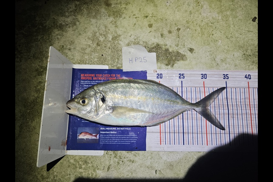 Ben Cullen caught this 30.5cm Trevally at Auckland during The Export NZ Fishing Competition