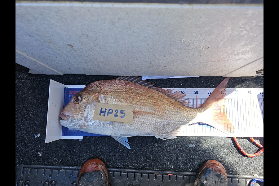 Fletcher Johnson caught this 60.5cm Snapper at Hawkes Bay during The Export NZ Fishing Competition