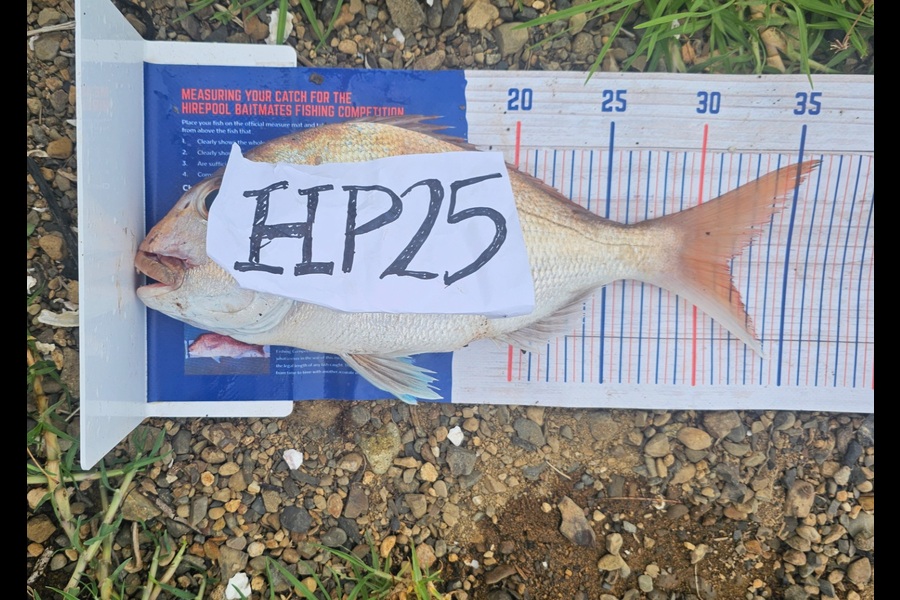 Karis Vesey caught this 31.5cm Snapper at Waikato during The Export NZ Fishing Competition