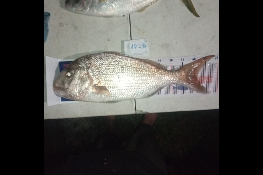 Jose Broughton caught this 60.5cm Snapper at Northland during The Export NZ Fishing Competition