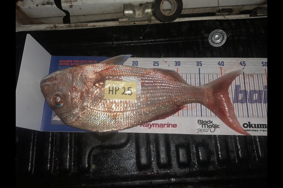 Bill Vincent caught this 41.0cm Snapper at Northland during The Export NZ Fishing Competition
