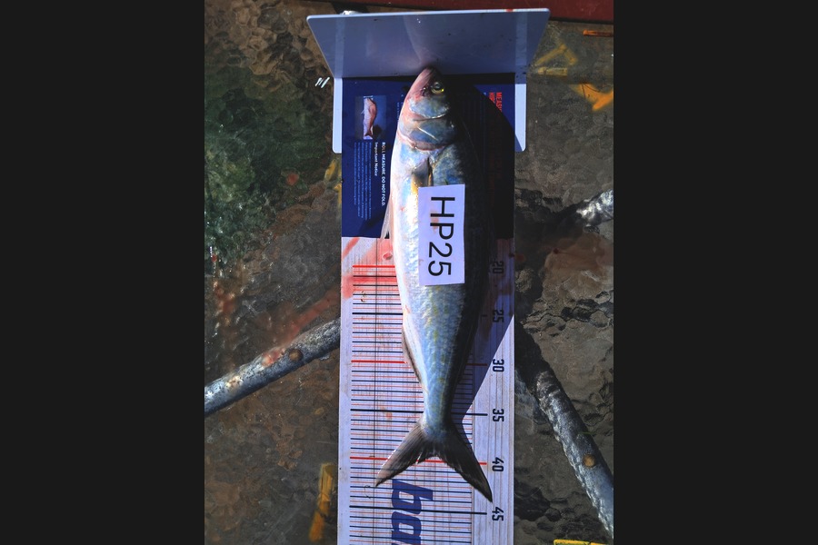 Ethan Madsen caught this 39.5cm Kahawai at Bay of Plenty during The Export NZ Fishing Competition