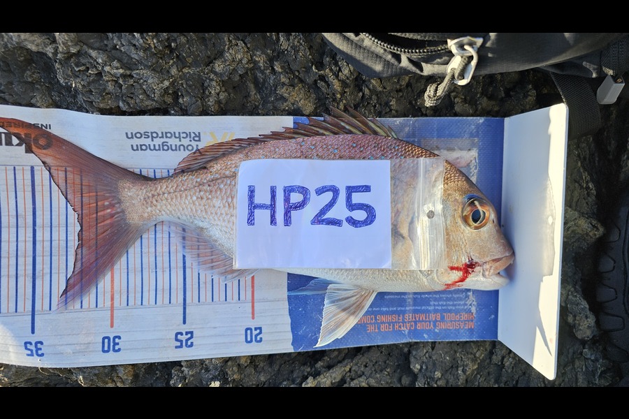 Troy Rae-Royle caught this 32.0cm Snapper at Auckland during The Export NZ Fishing Competition