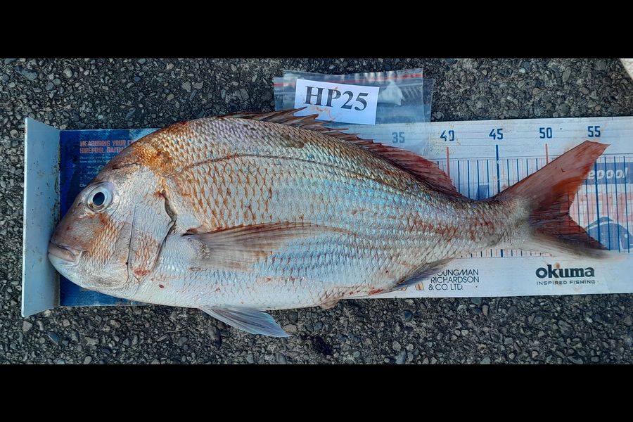 Leigh Page caught this 52.0cm Snapper at Wellington during The Export NZ Fishing Competition