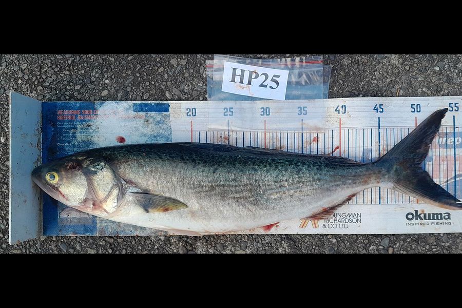 Leigh Page caught this 50cm Kahawai at Wellington during The Export NZ Fishing Competition